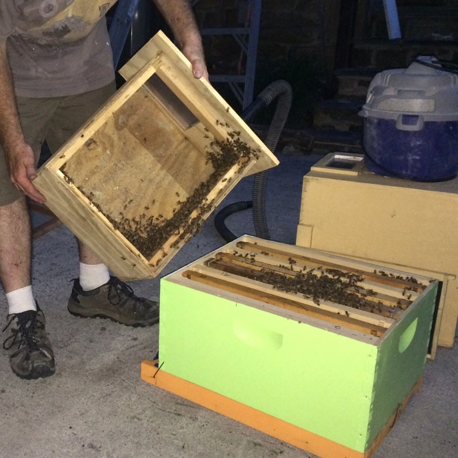 Catch the Buzz, Capturing & Moving a Honeybee Hive