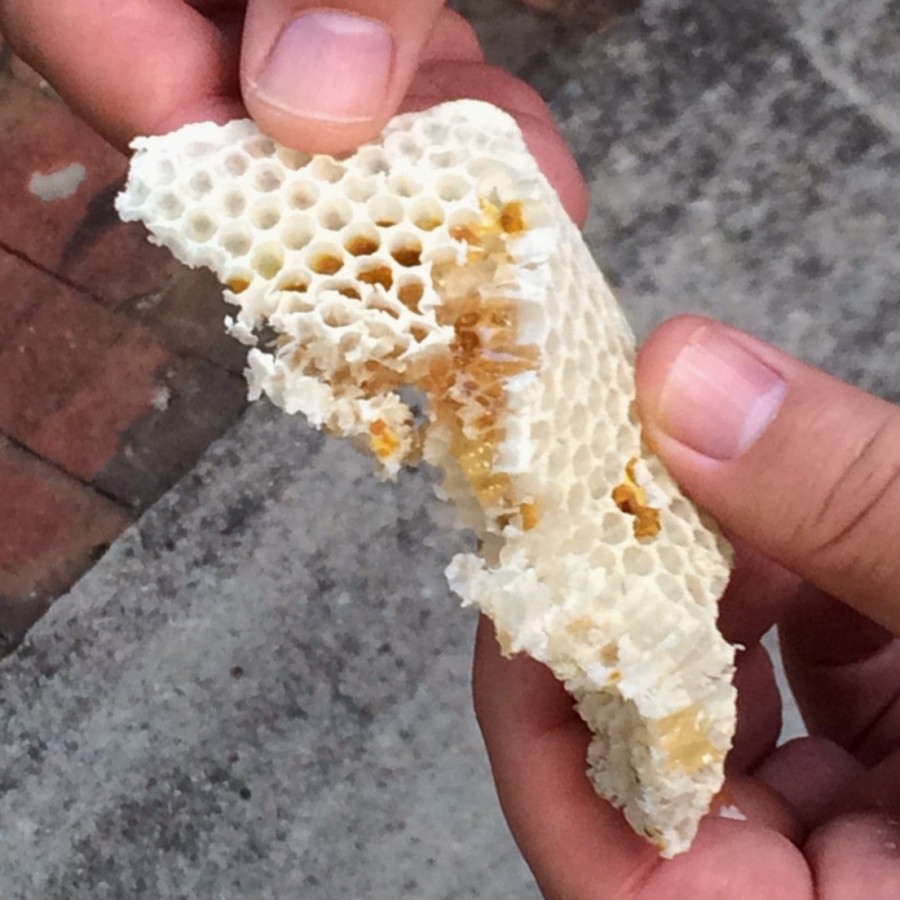 Catch the Buzz, Capturing & Moving a Honeybee Hive